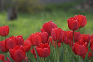 tulips-red